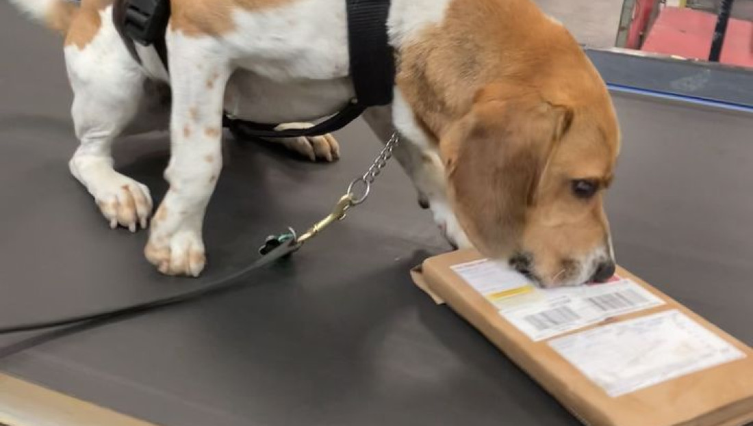 Detector dog Hunter at the International Mail Centre Feb 2024