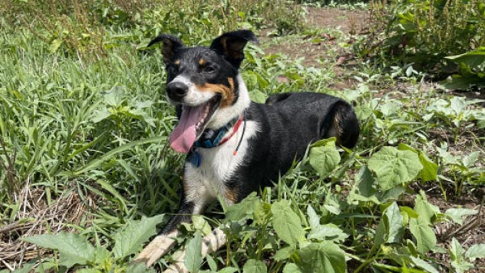 Beware velvetleaf – and the dog sniffing it out