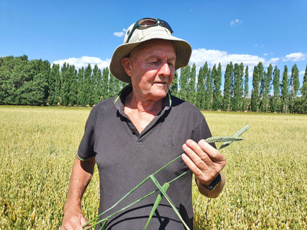 Man looks at seed crop in a field