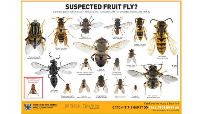 Suspect Queensland fruit fly A4 poster
