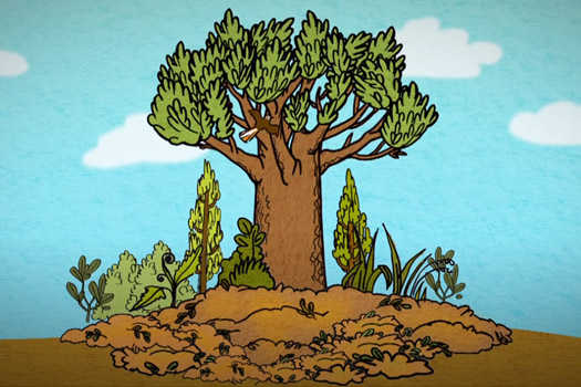Kauri dieback animation video