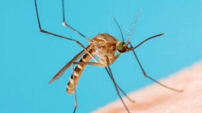 Citizen scientists needed to catch and dispatch mosquitoes