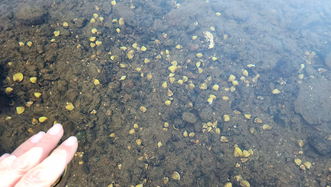 Gold clam at Waikato river