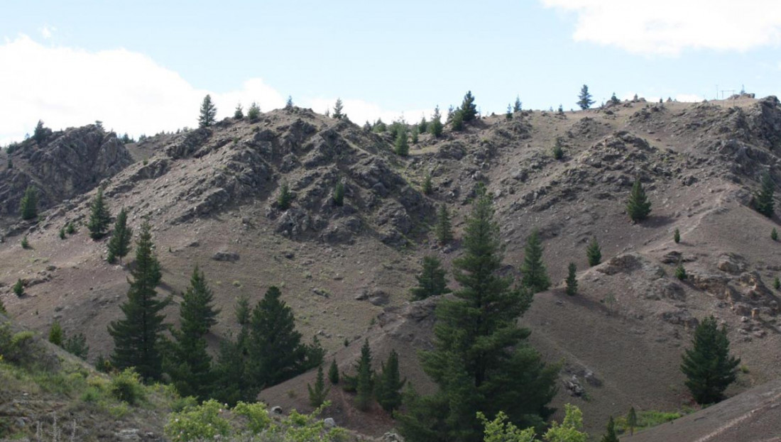 Wilding conifers in the hills overlooking Alexandra 1200 x 720